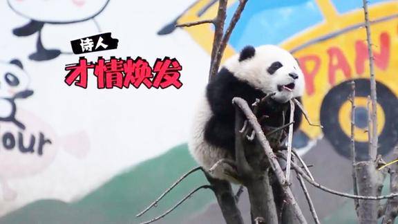 当红辣子鸡大熊猫宝宝杰瑞树上睡觉结果发生坠猫事件