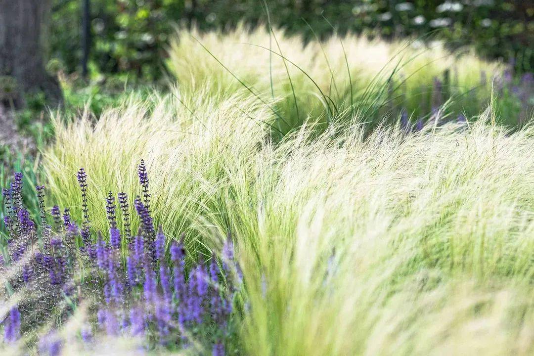 高颜值 好养护,这10种散雾状花境植物送给你!