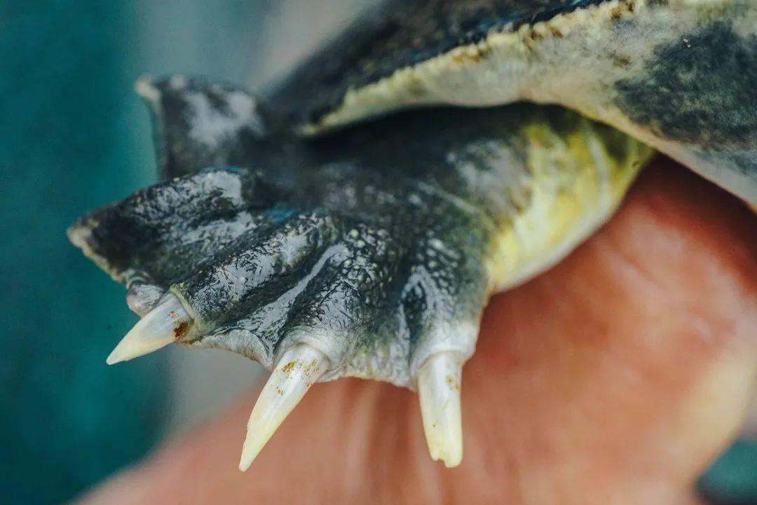 从小到大一直经历太湖的大风大浪,比其他的甲鱼要强壮和凶猛很多.