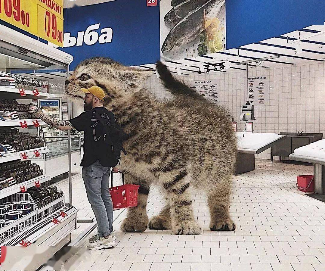 画可可爱爱的小猫咪 71e7792a3f04457d995e1de0f5dbbc28.jpeg