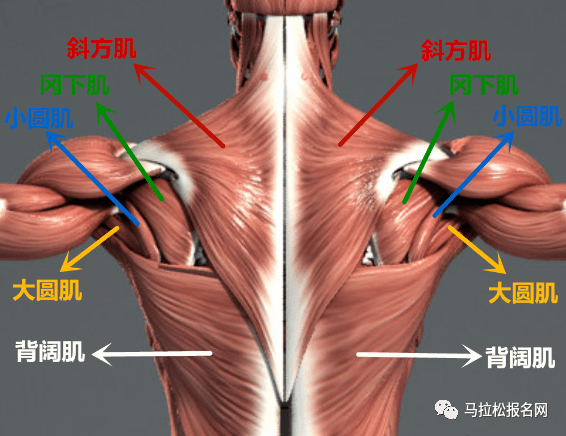 背部肌肉群:斜方肌,冈下肌,小圆肌,大圆肌,背阔肌,竖脊肌