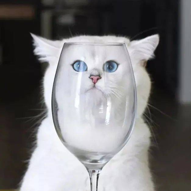 收割招财萌猫头像，好运气+100000000000_喵君