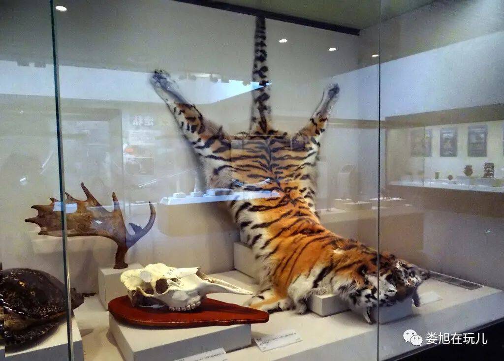 还有千奇百怪的走私和藏毒的手段雪豹 东北虎 玳瑁等珍稀动物标本海关