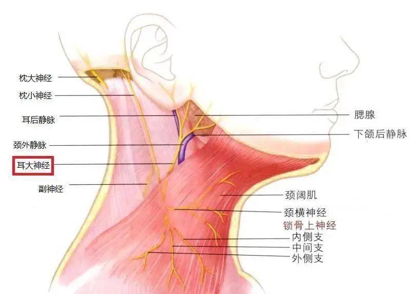 颈阔肌耳韧带图片