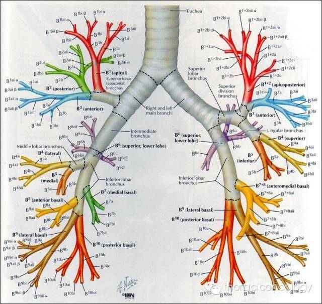 肺部支气管解剖结构图图片