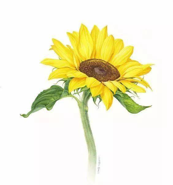 彩铅素材快来画彩铅各类临摹素材