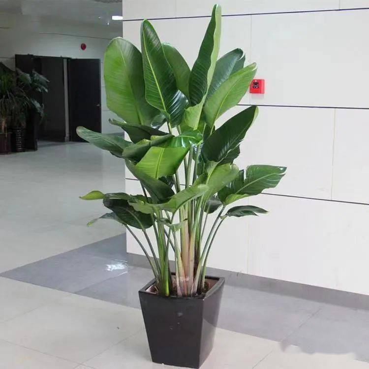 盆栽植物室内大型盆栽植物 18098a2e64de43bda28a1638bf66f52d.jpeg