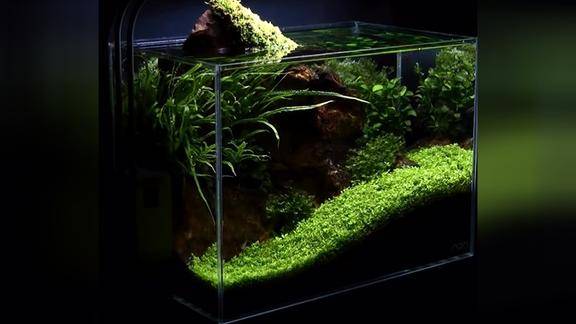 长势喜人狂冒泡——小型水草缸造景欣赏