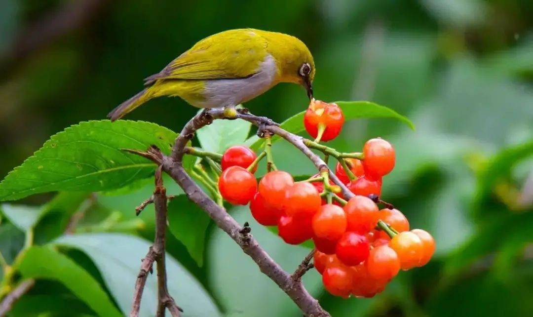对联||夜莺对月(10副)