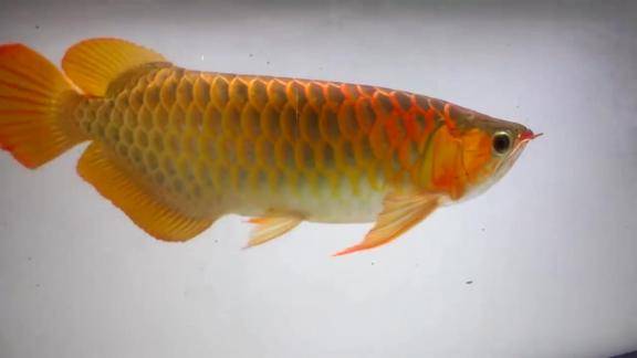 赛级冠军红龙鱼欣赏