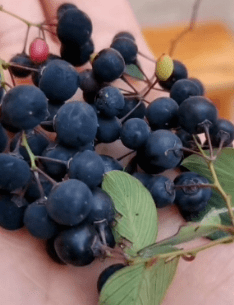 浦北这种野果你们吃过吗?有人叫它米粒子,也有人叫它"老鼠屎"