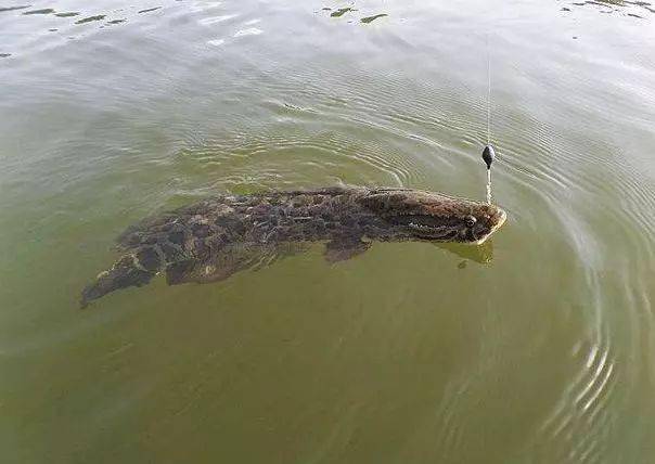 天转冷鱼不上钩,怎么办?