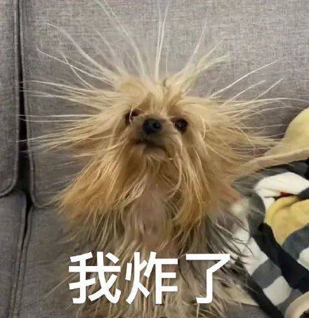 都时常遭受"  电击"