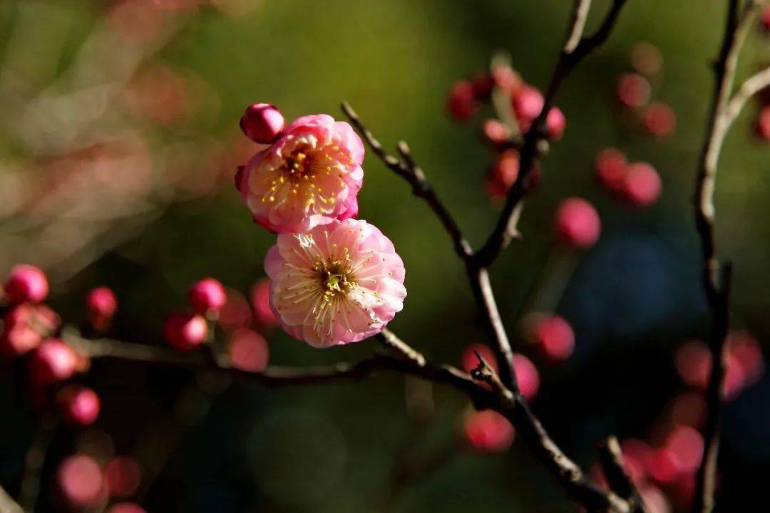 原來蠟梅和梅花是這種關係......_臘梅