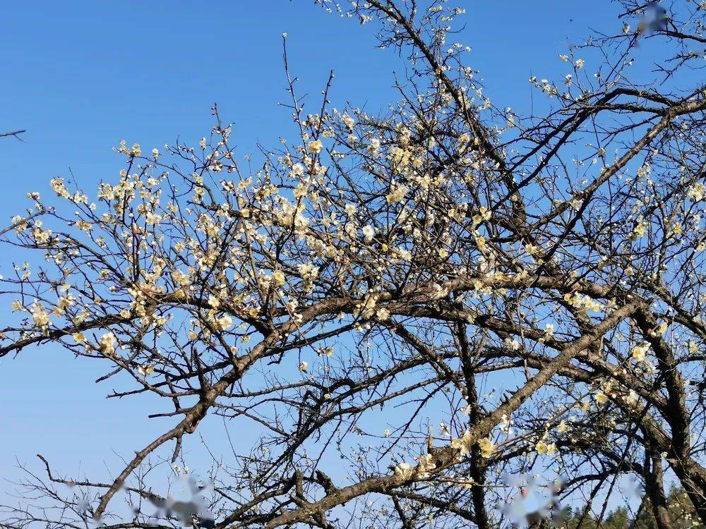 冬日限定美好大余的梅花太太太惊艳了