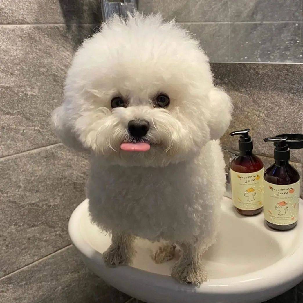 狗子超美背影可愛得像個棉花糖，然而當它轉過身來：這沙雕是誰！？ 萌趣萌寵 第17张