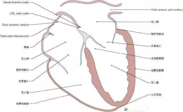 67珍藏這組心臟解剖圖太讚了