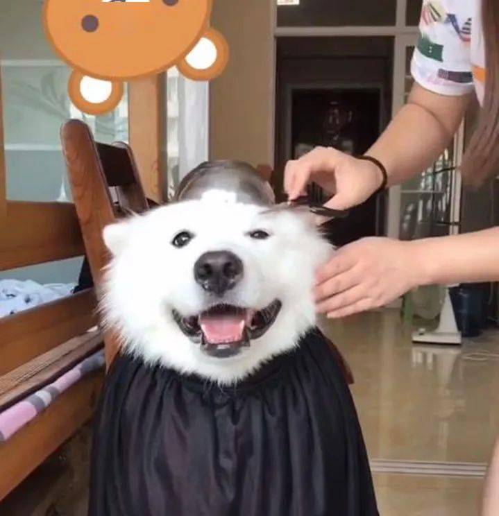 主人给狗狗理发玩出新花样,看了整个理发过程,网友表示哭笑不得_宠物