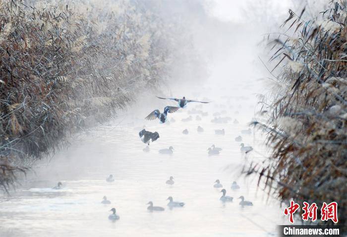 新疆阿拉尔：成群野鸭栖息描绘生态画卷