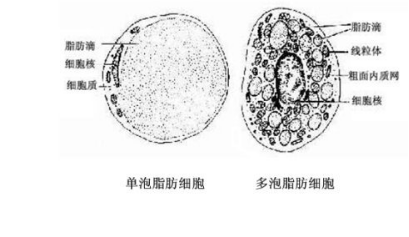 01白色脂肪细胞体积大,又可分为两类:单泡脂肪细胞和多泡脂肪细胞l