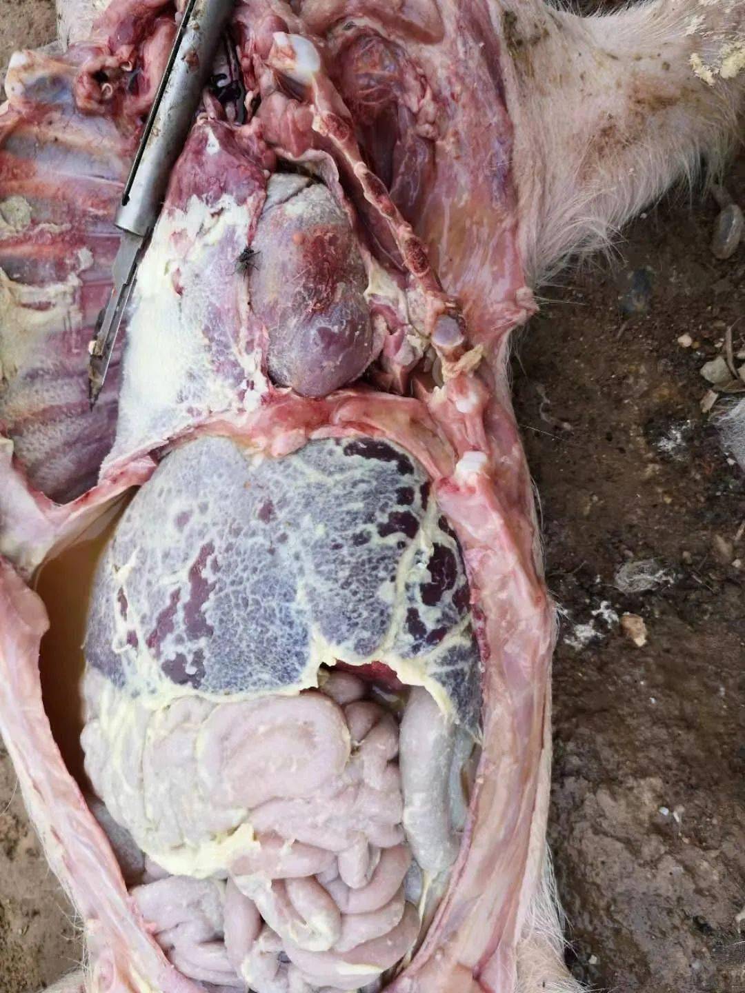 副猪嗜血杆菌病的防控