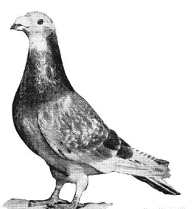 西翁鸽系:长程赛场的不朽传奇(图集)