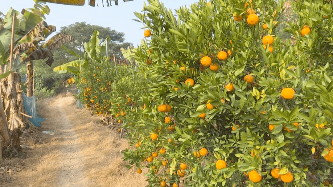 给力柑橘将搭上新的数字销售渠道