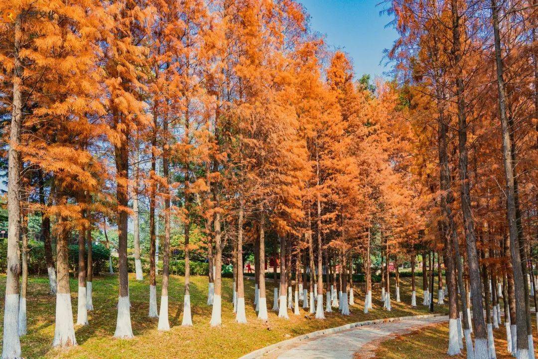 遇见台山 | 石化山的落羽杉_树木