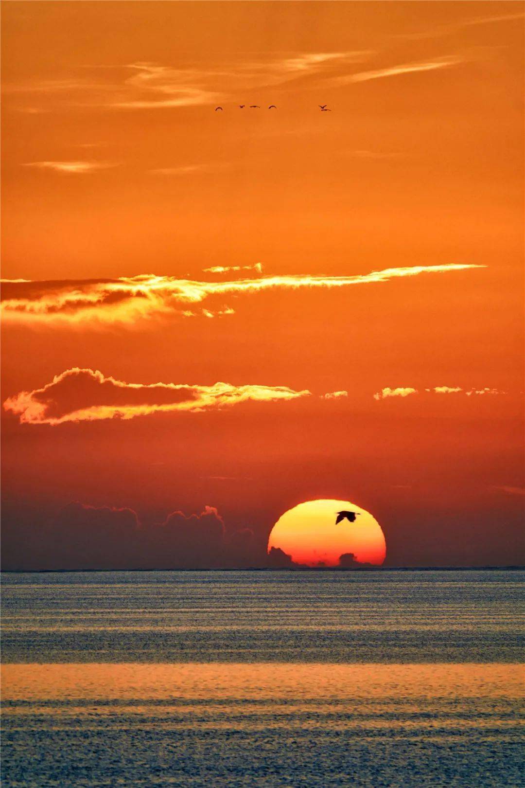 2020年度作品大赛投稿作品欣赏陈新树作品