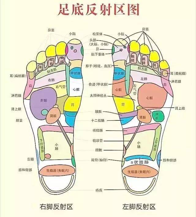 5个脚趾对应的器官图图片