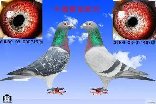 黄金配系的共性才是成功的捷径