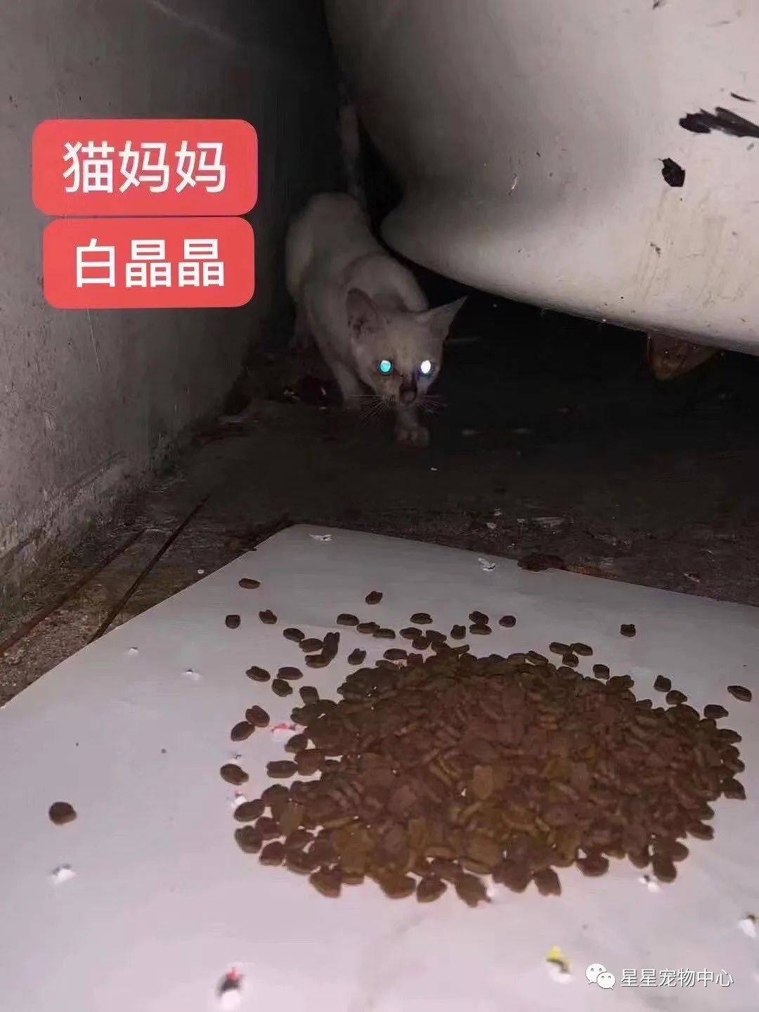 那个绝育放归的小女猫白晶晶