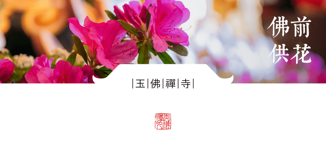 香期 以花 代言 虔诚供养观世音菩萨 连翘 香期 以花 代言 虔诚供养观世音菩萨 连翘