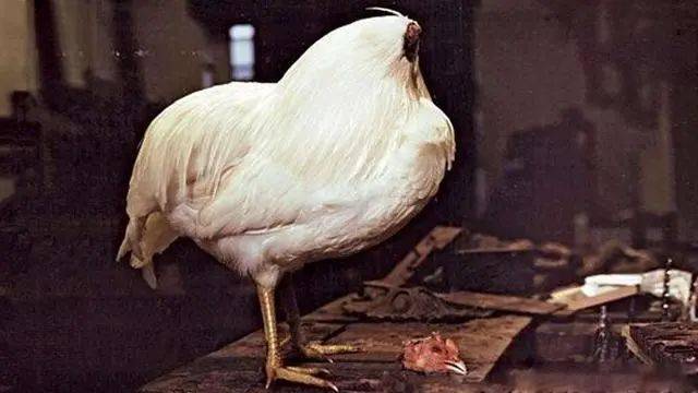 美国最传奇的鸡:头被砍掉仍活了18个月,最后结局怎样了?_麦克