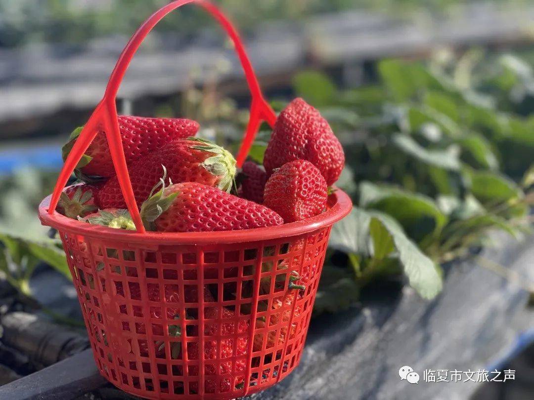 冬日草莓采摘享受莓好时光