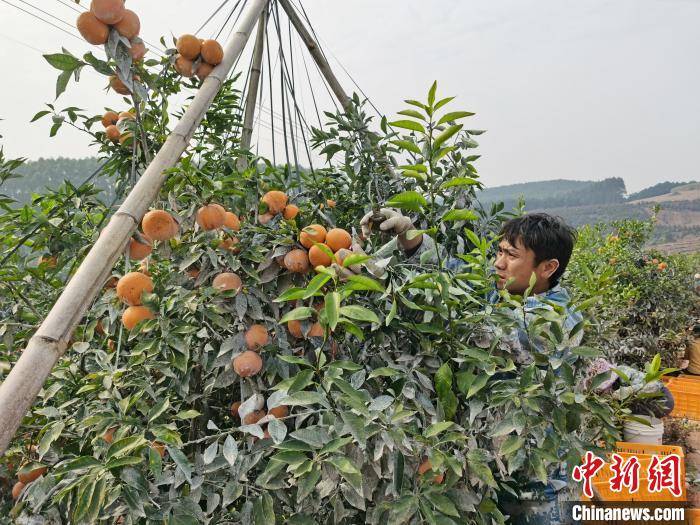 广西防城港市华兰镇茂谷柑迎来丰收 带动村民增收致富_种植
