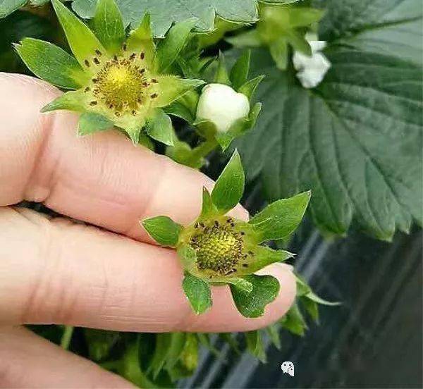 草莓僵果
