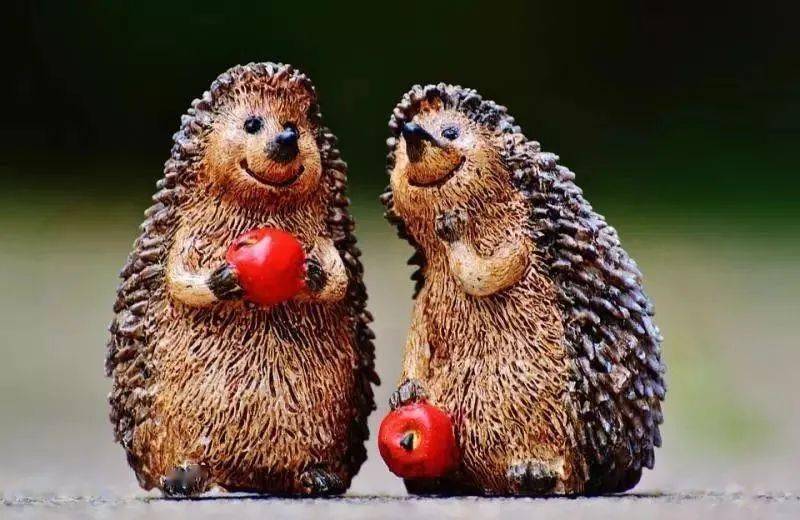 在寒冷的冬天里,两只刺猬要相依取暖,一开始由于距离太近,各自的刺将