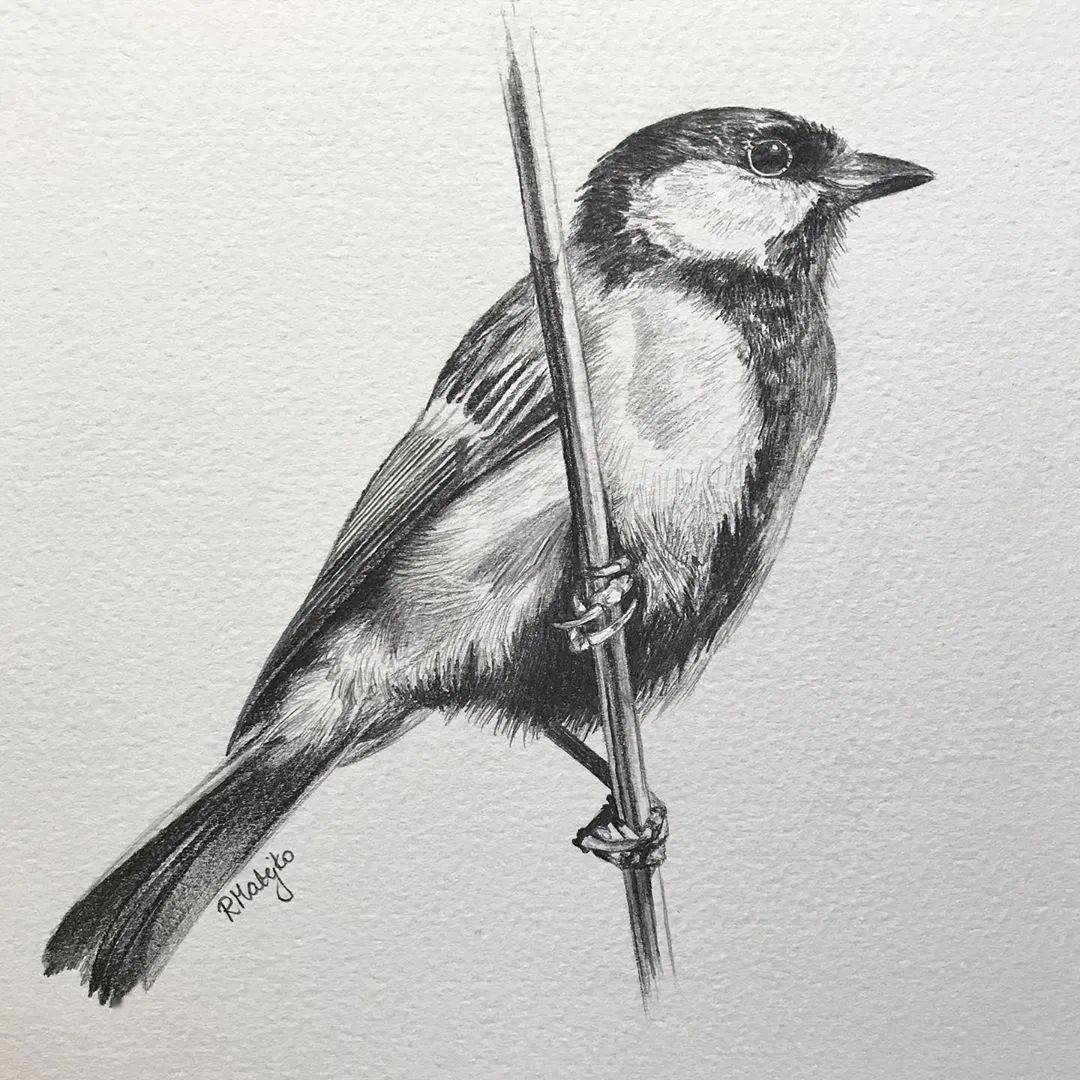 8小时画了一只猎鹰活灵活现的各种鸟类素描果断收藏