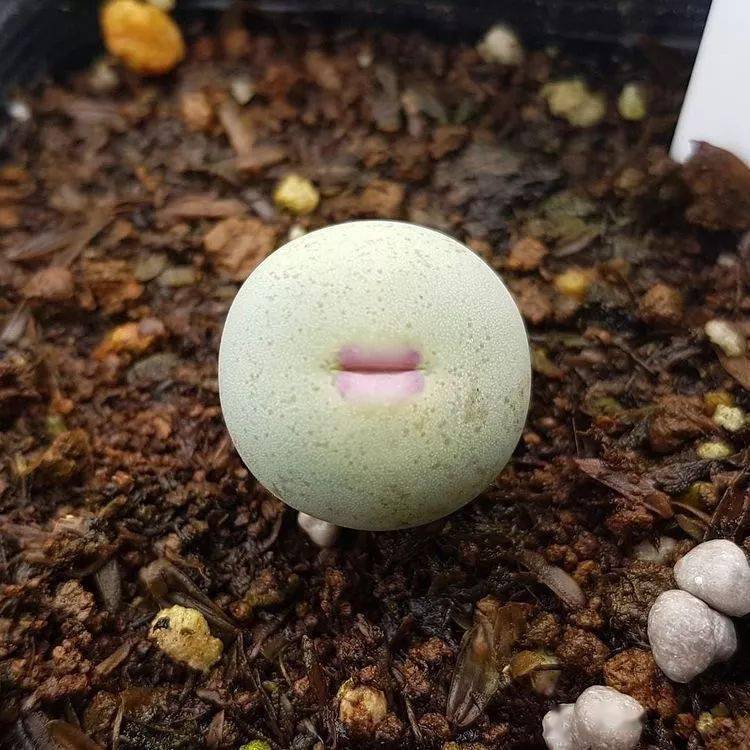 万万没想到这9种萌丑萌的多肉我家都有