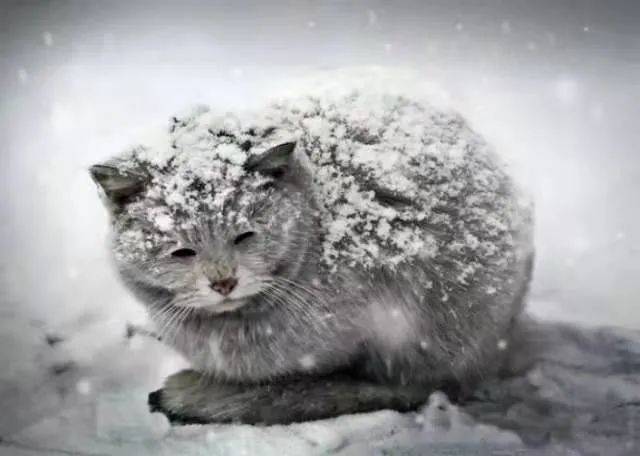 城镇养猫人口_人养猫过敏出红疹图