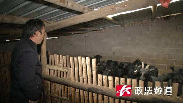 28只羊离奇失踪有9只内脏被掏空 养殖户彻夜蹲守看见神秘生物（图）