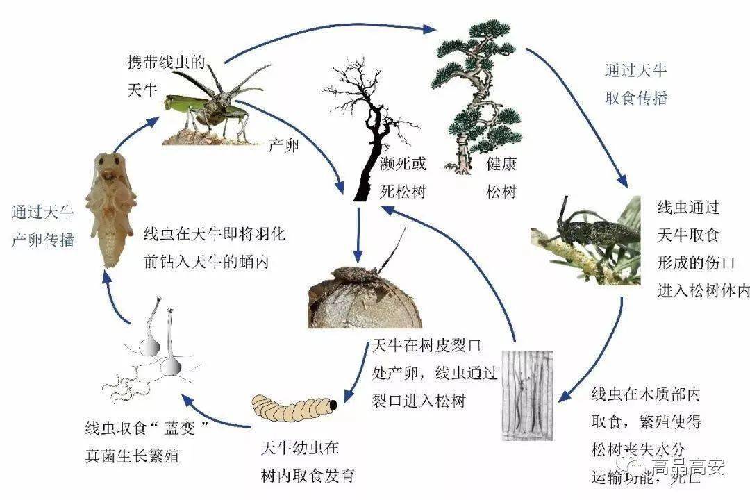 毁灭性的病害之一,具有极强的传染性,被称为松树的癌症