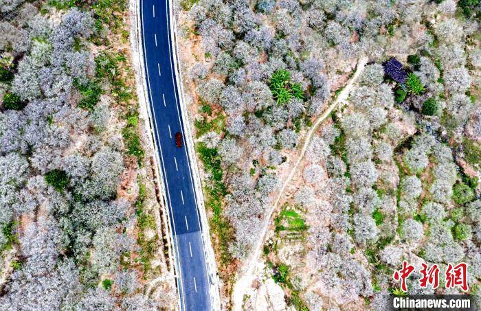 福州永泰：青梅花开香雪海