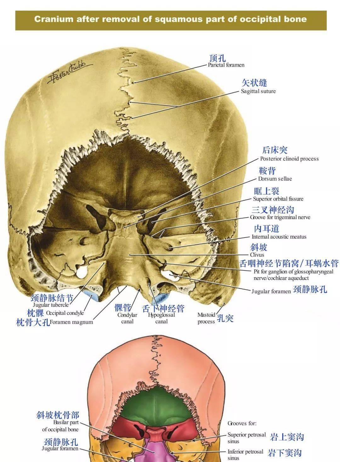 必點收藏 | 超精緻顱骨美圖分享