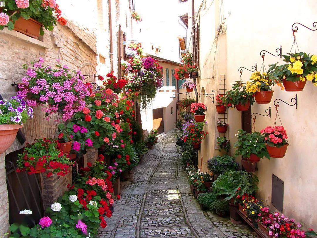 鲜花烂漫 |最美鲜花小镇,愿生活如花在野,温柔热烈