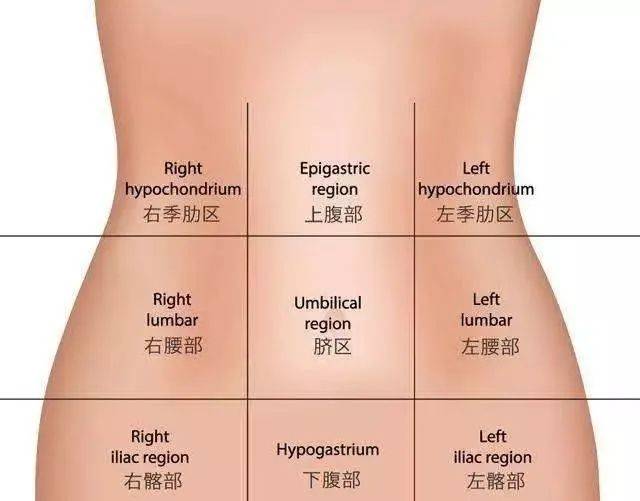 右腰区和右腹股沟区(右髂区右侧自上而下的右季肋区;左腰区和左腹股