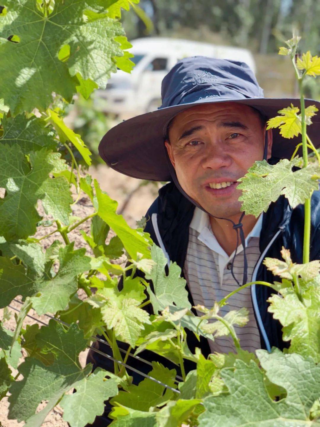 山海情里有贺兰神酒庄他是葡萄酒产业的凌一农