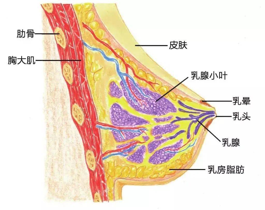 乳房解剖 实体图片