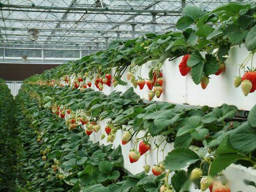 草莓无土栽培的几种模式